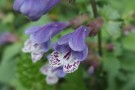 Ge Hua – Kudzublomst thumbnail