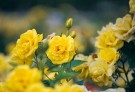 Roseknopper - gule thumbnail