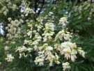 Pagodetreblomster – Huai Hua thumbnail