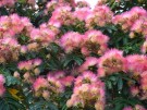 Albizia – He Huan Hua thumbnail