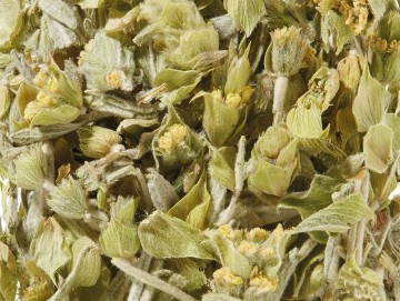 Greek Mountain Tea