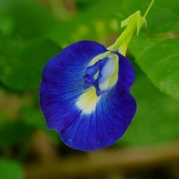 Butterfly pea tea 