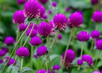 Amarant - kuleamarant blomster