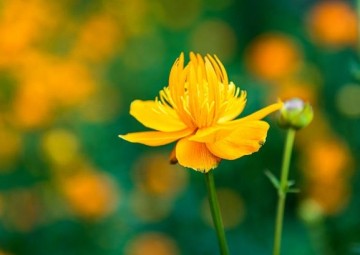Chinese Globe Flower - Jin Lian Hua