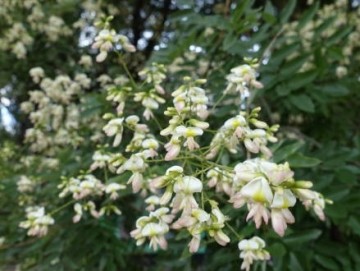 Pagodetreblomster – Huai Hua