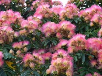 Albizia – He Huan Hua