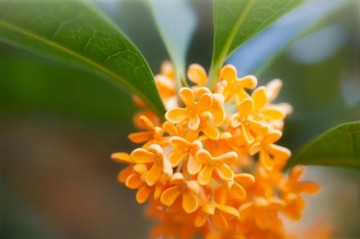 Osmanthus blomster