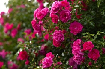 Roseknopper - rosa